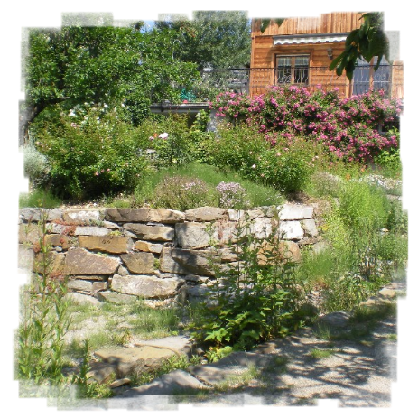 Ein üppig bewachsener Garten. Rechts hinten ist ein Holzhaus zusehen, davor befinden sich prächtig rosa blühende Rosen. Im Vordergrund ist eine hüfthohe Trockensteinmauer  zu sehen.